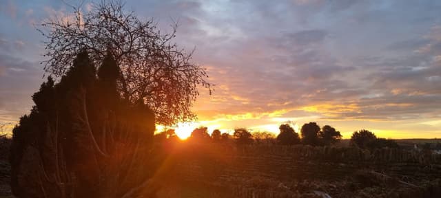 Evening sky over the garden