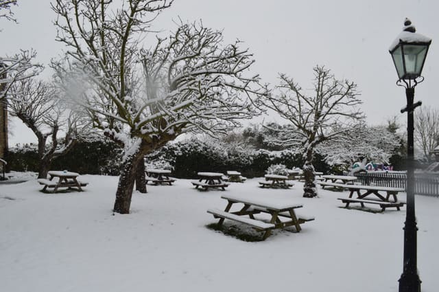 The garden in the snow